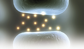 インディバ・アクティブの効果の仕組み