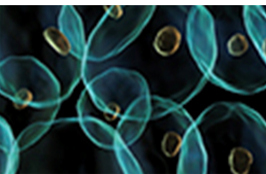 インディバ・アクティブ:細胞の生体刺激 / 非熱